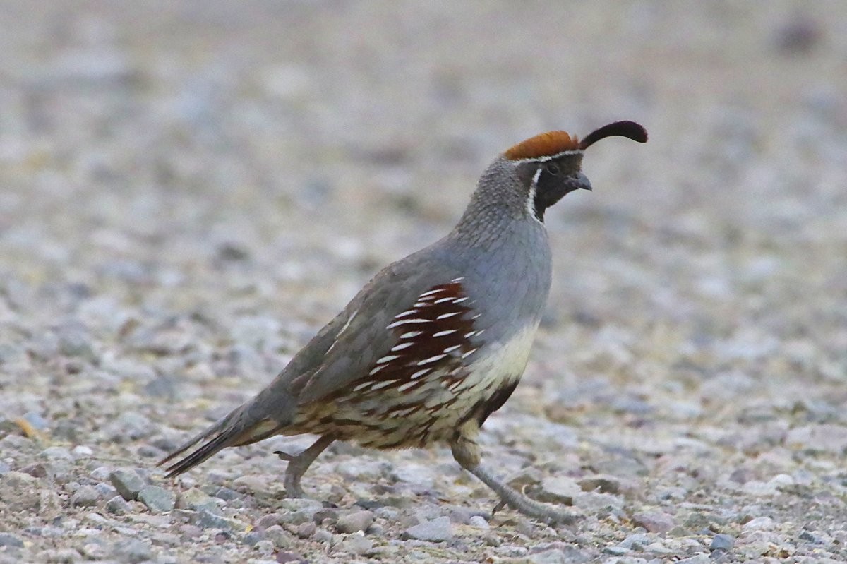 Gambel's Quail - ML636699559