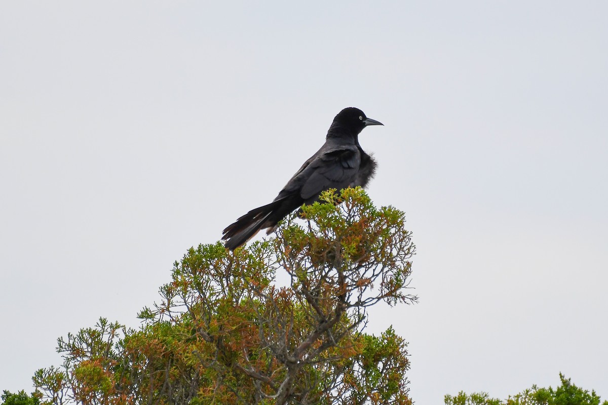Boat-tailed Grackle - Peter DeStefano