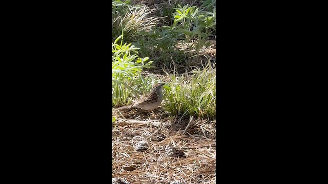 Chipping Sparrow - ML636699617