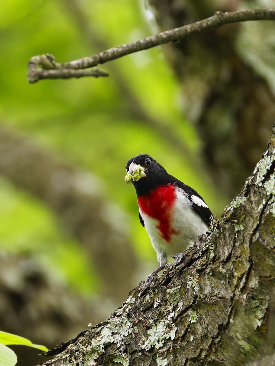 Rose-breasted Grosbeak - ML636699648