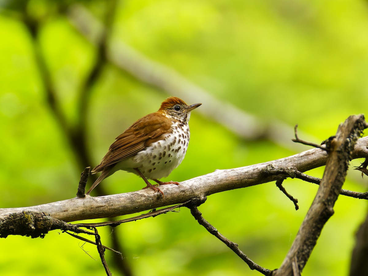 Wood Thrush - ML636699676
