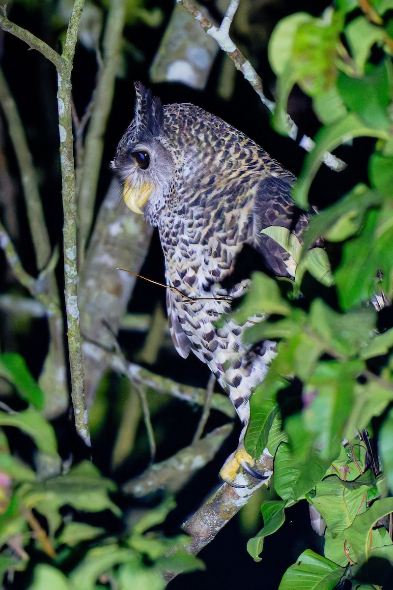 Spot-bellied Eagle-Owl - ML636699682