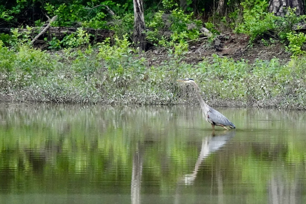 Great Blue Heron - ML636699703