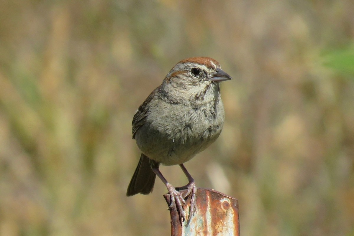 Rufous-crowned Sparrow - ML636699848