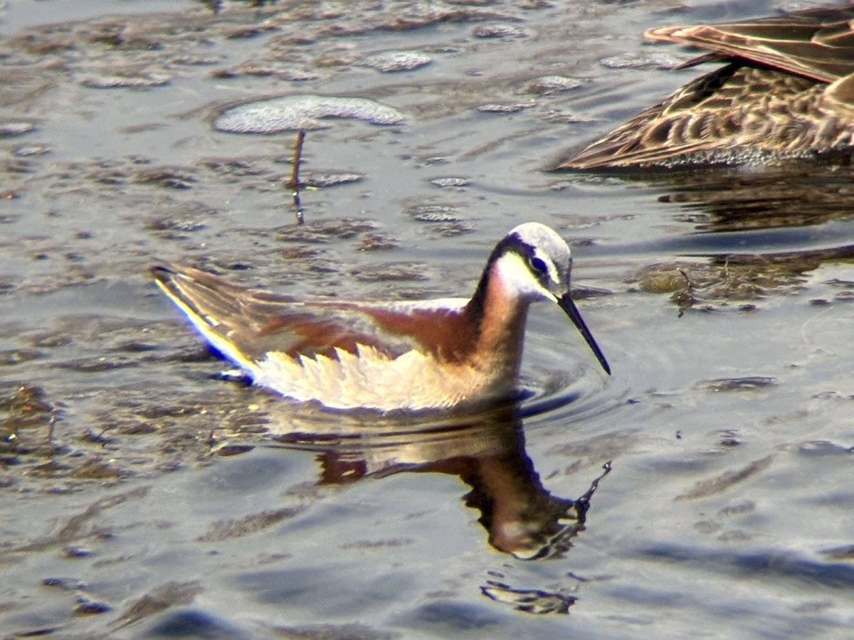 Wilson's Phalarope - ML636699881
