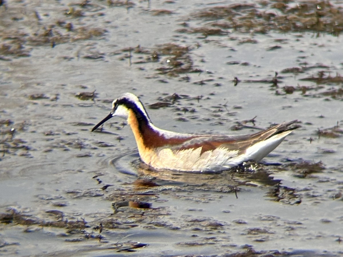 Wilson's Phalarope - ML636699883