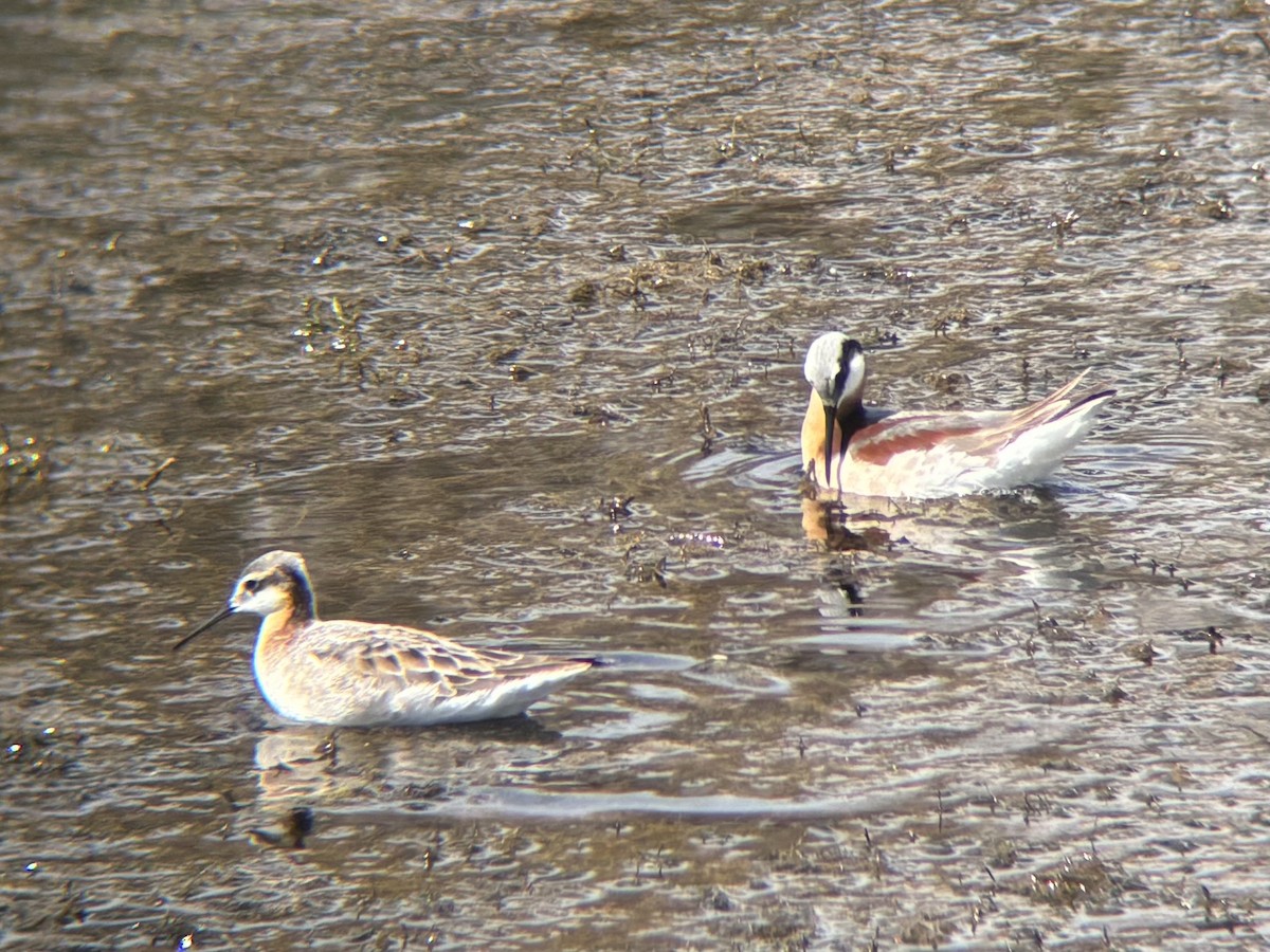 Wilson's Phalarope - ML636699884