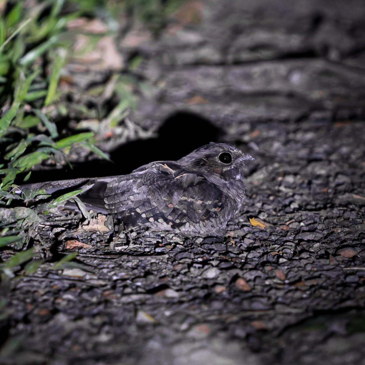 lelek šedočelý - ML636699910