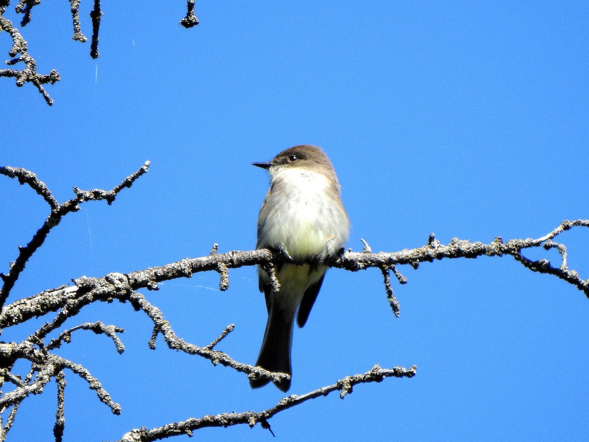 Eastern Phoebe - ML636699951