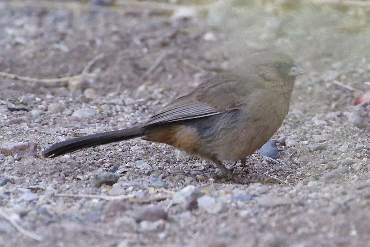 Abert's Towhee - ML636699956