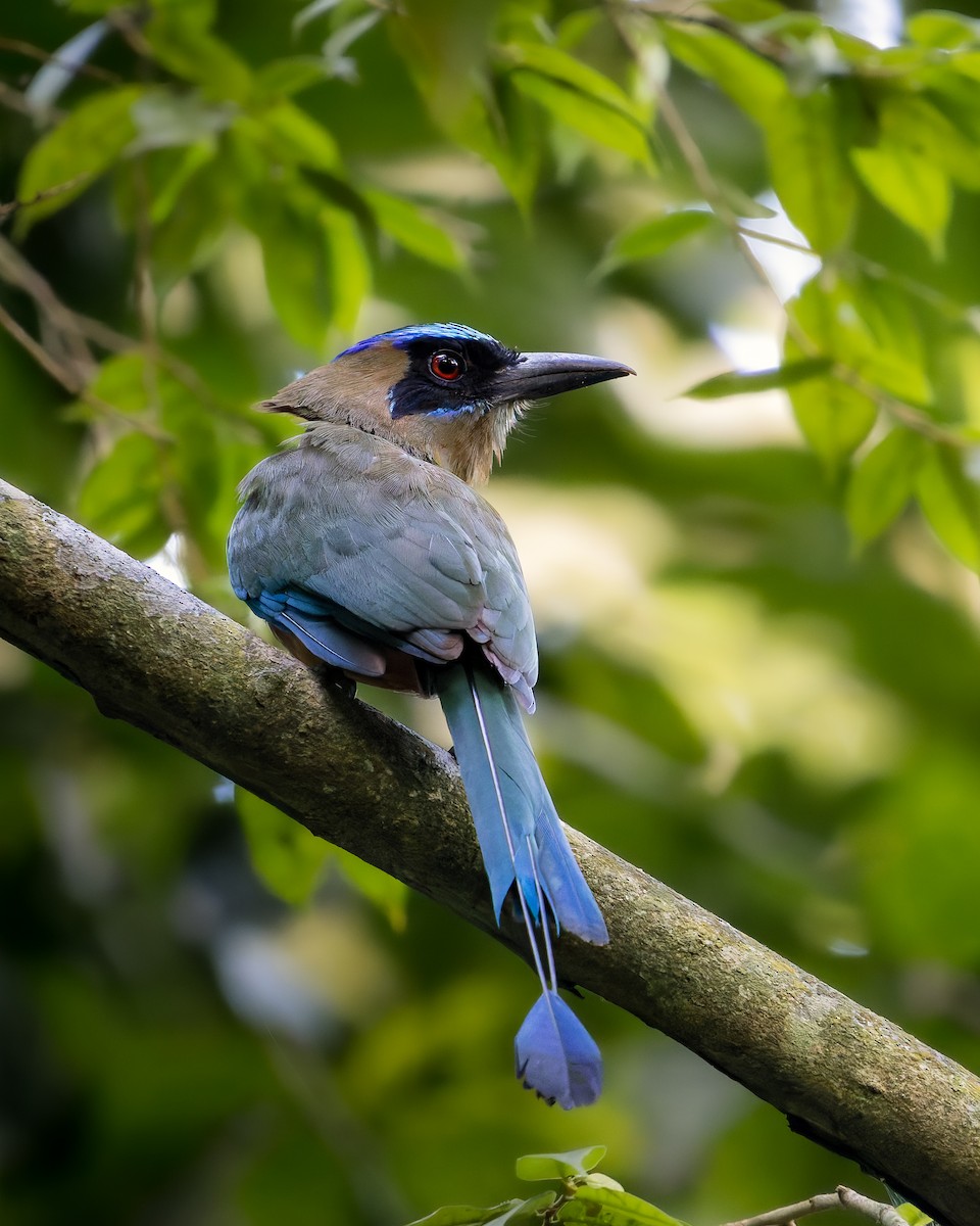 momot houkavý - ML636699990