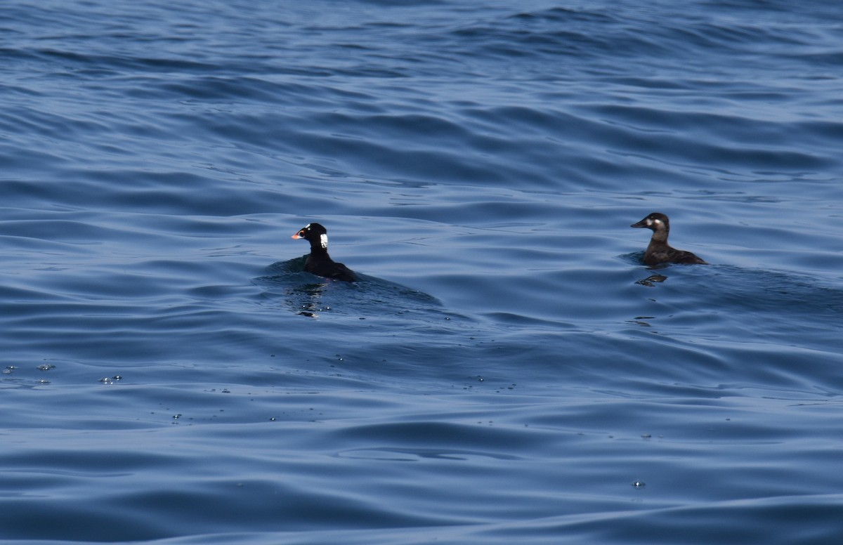 Surf Scoter - ML636700042