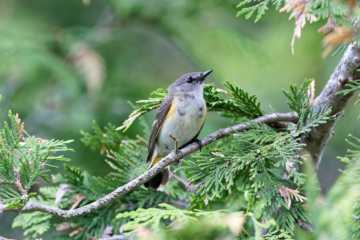 American Redstart - ML636700069