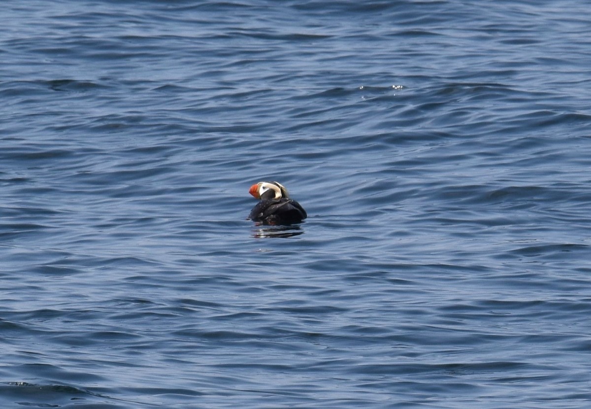 Tufted Puffin - ML636700070