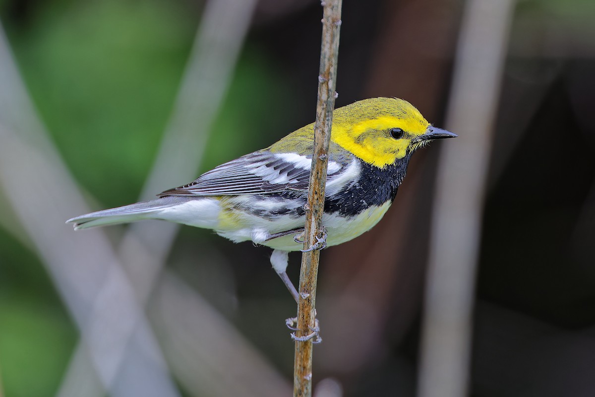 Black-throated Green Warbler - ML636700081