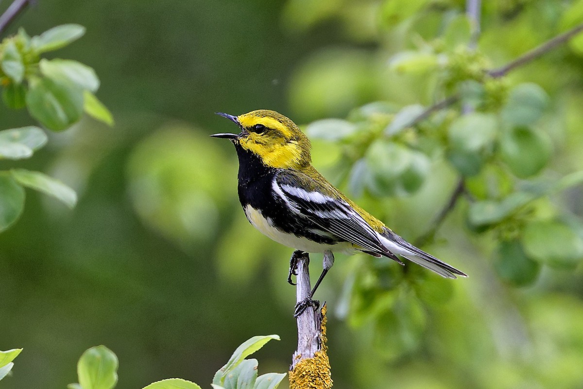 Black-throated Green Warbler - ML636700082
