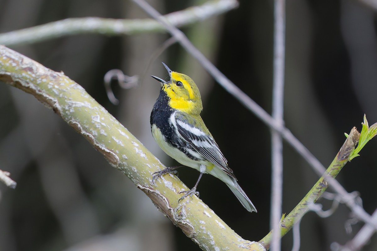 Black-throated Green Warbler - Colin Beattie