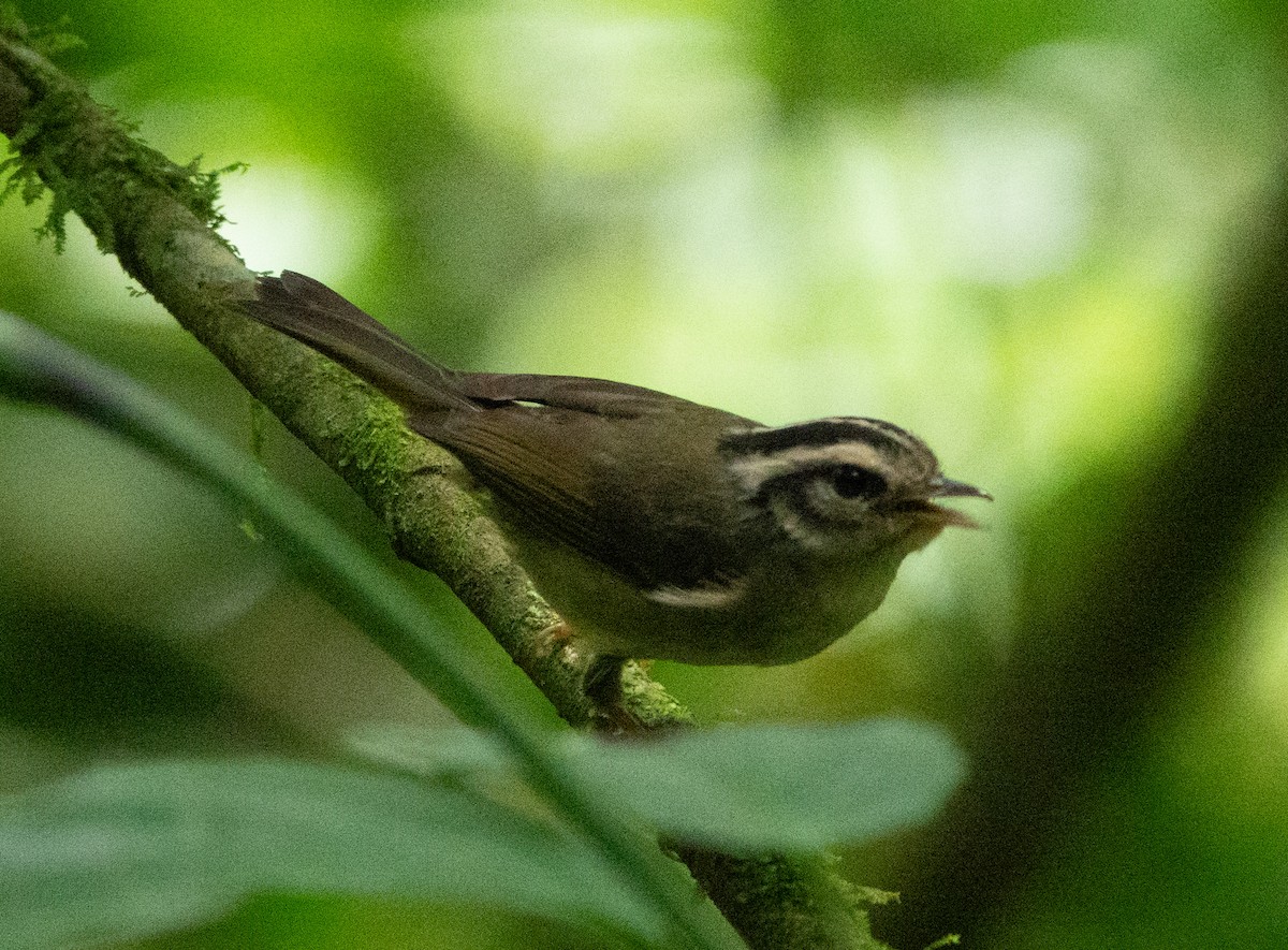 Costa Rican Warbler - ML636700087