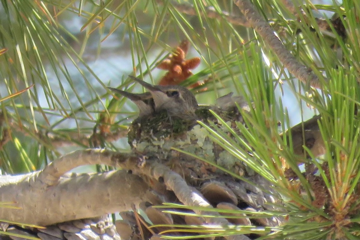 Anna's Hummingbird - ML636700180