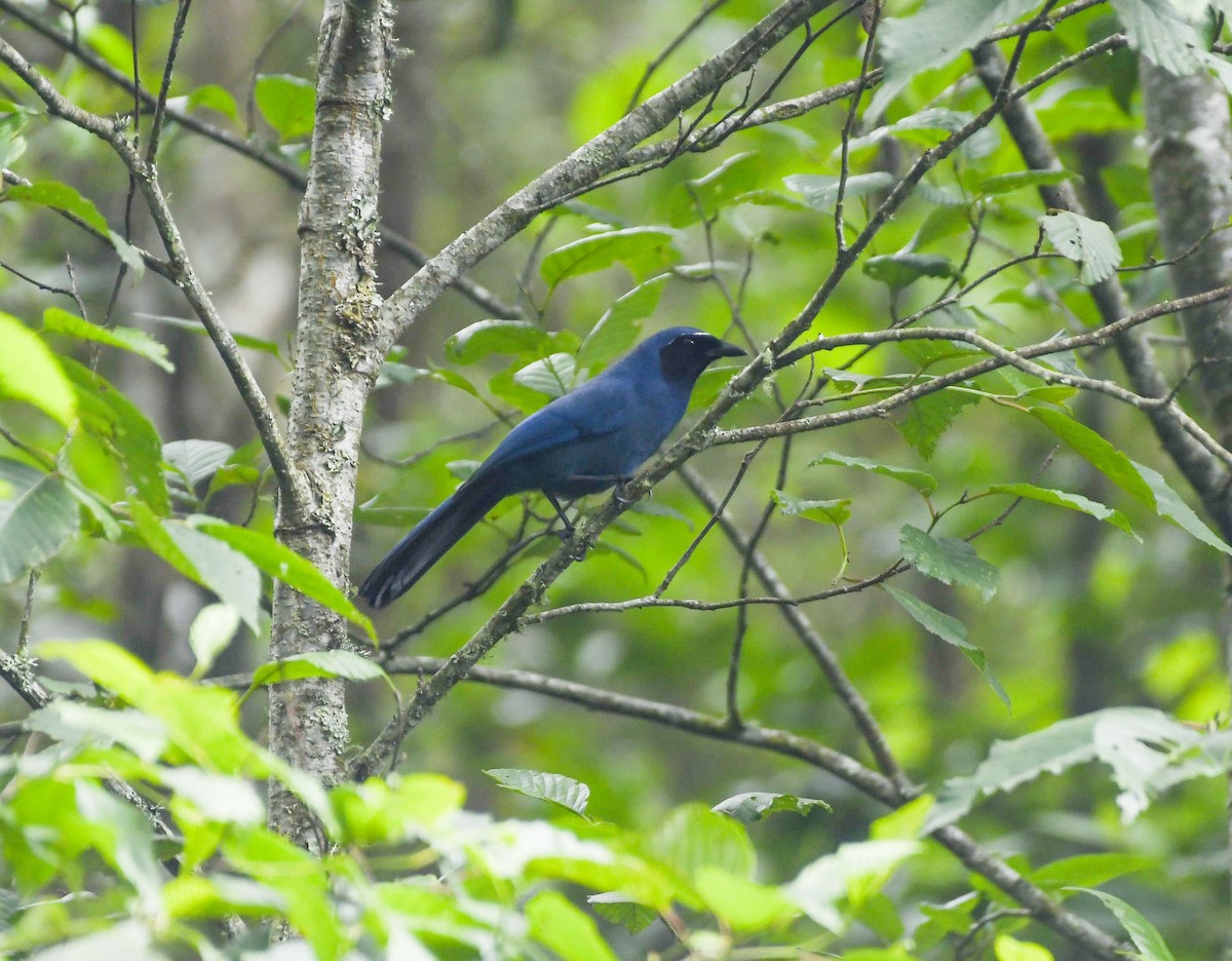 mayaskrike - ML636700191