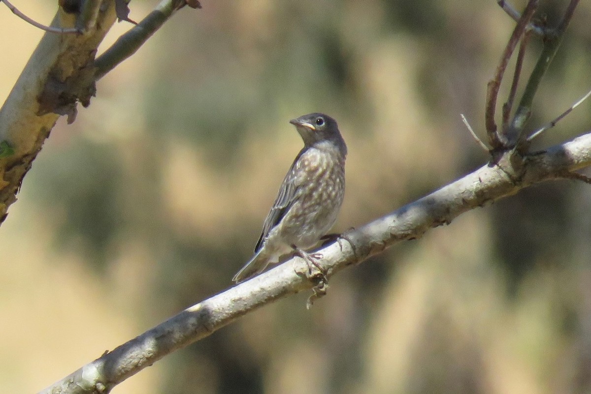 Western Bluebird - ML636700197