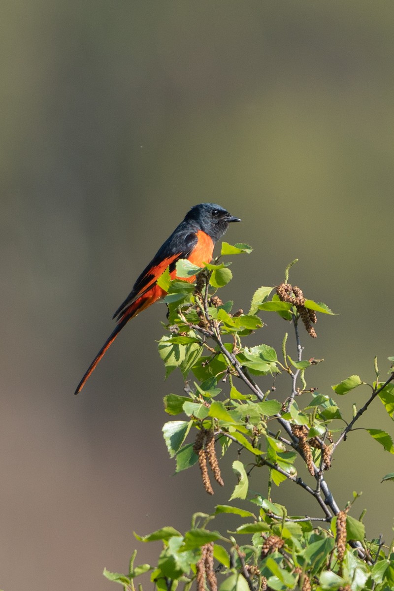 Long-tailed Minivet - ML636700233