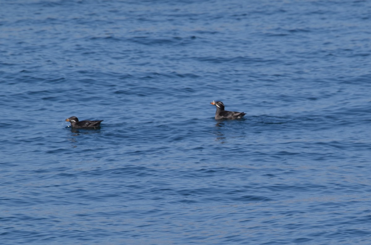 Rhinoceros Auklet - ML636700242