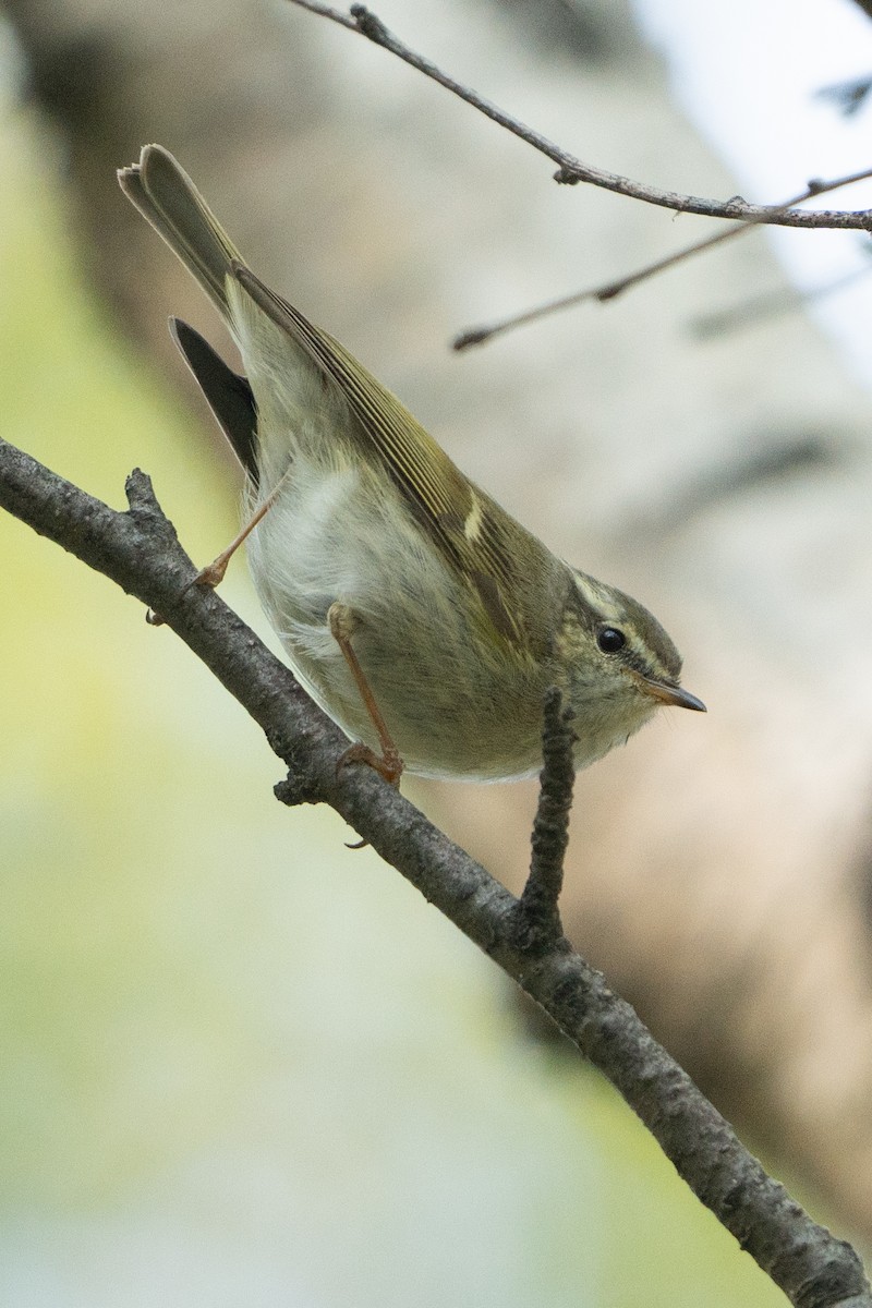 Hume's Warbler - ML636700245