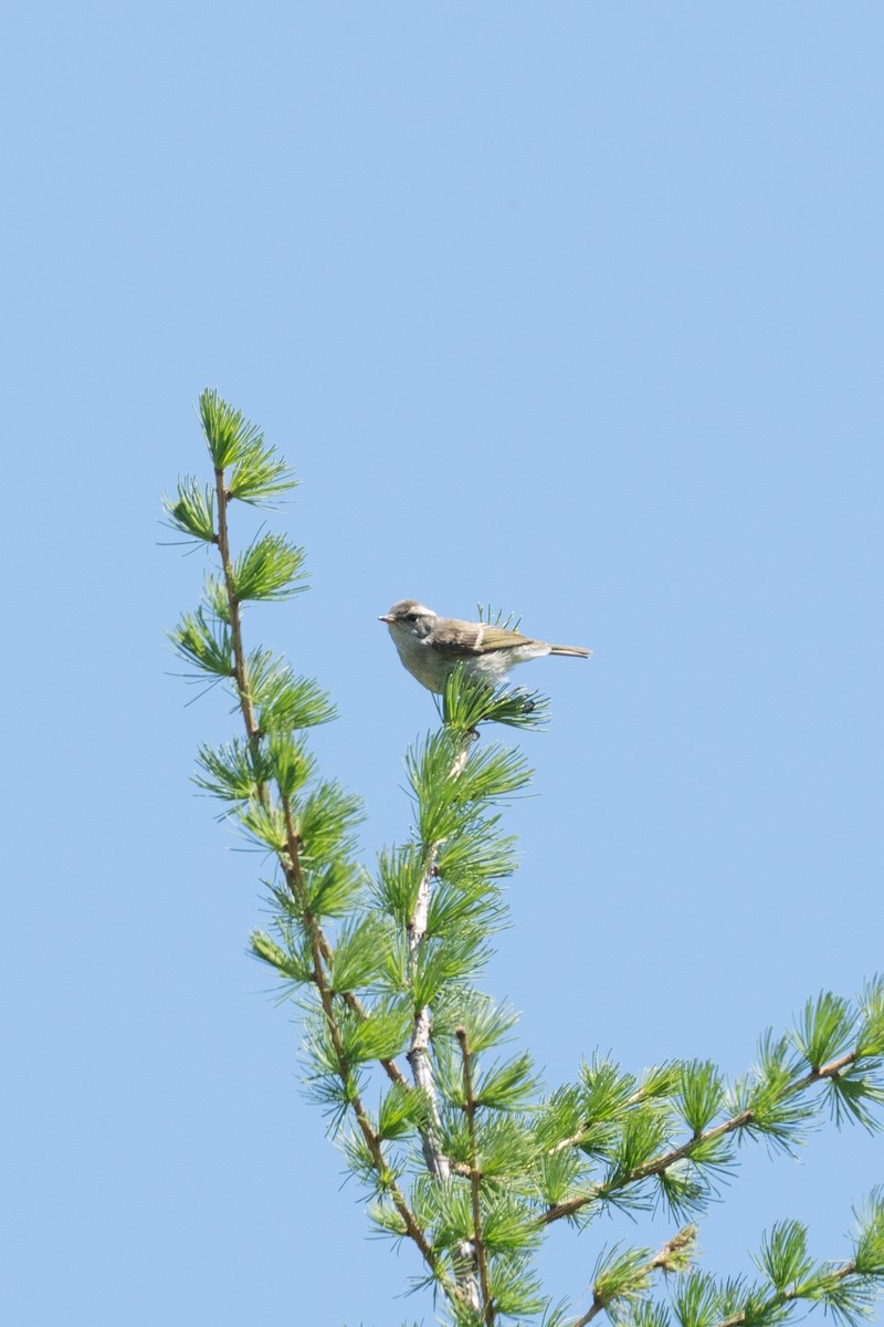 Chinese Leaf Warbler - ML636700257