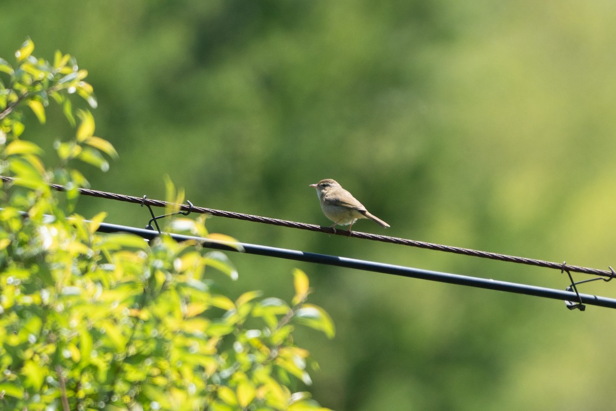 Yellow-streaked Warbler - ML636700263