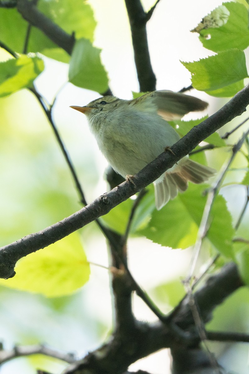 Claudia's Leaf Warbler - ML636700266