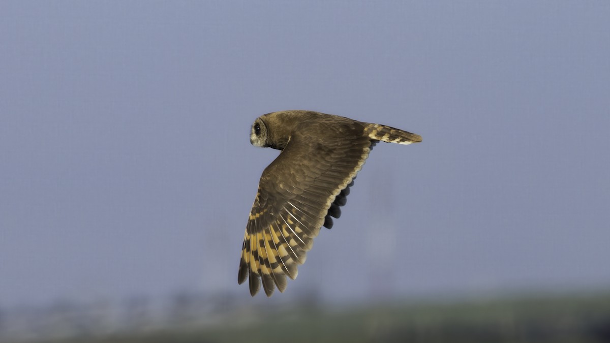 Marsh Owl - ML636700268