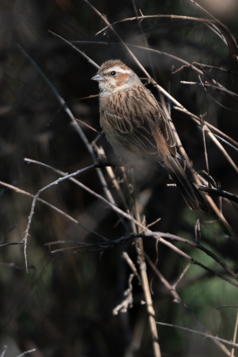 Meadow Bunting - ML636700278
