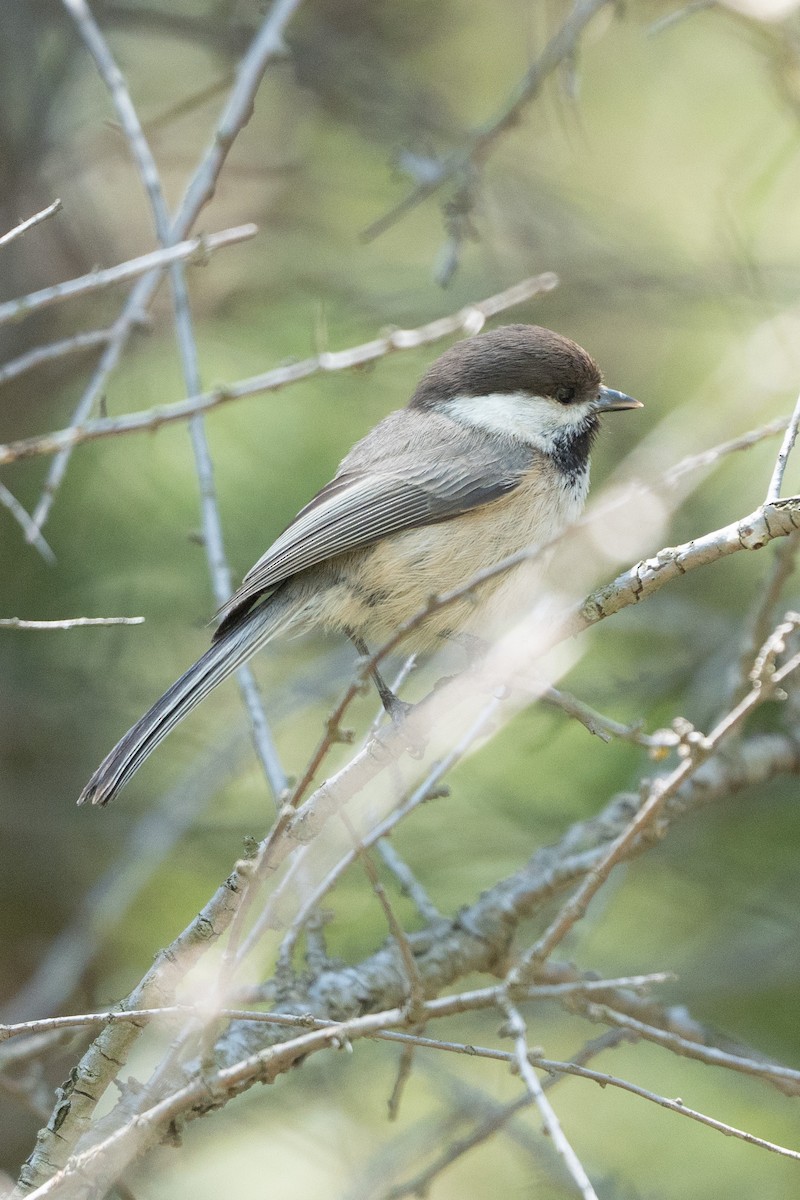 Willow Tit - ML636700285