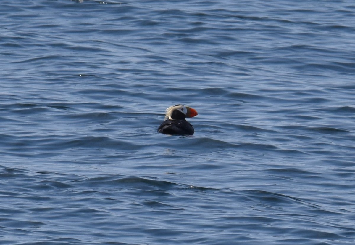 Tufted Puffin - ML636700295