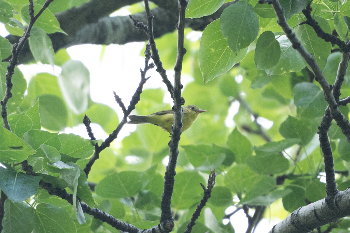 Alström's Warbler - ML636700311