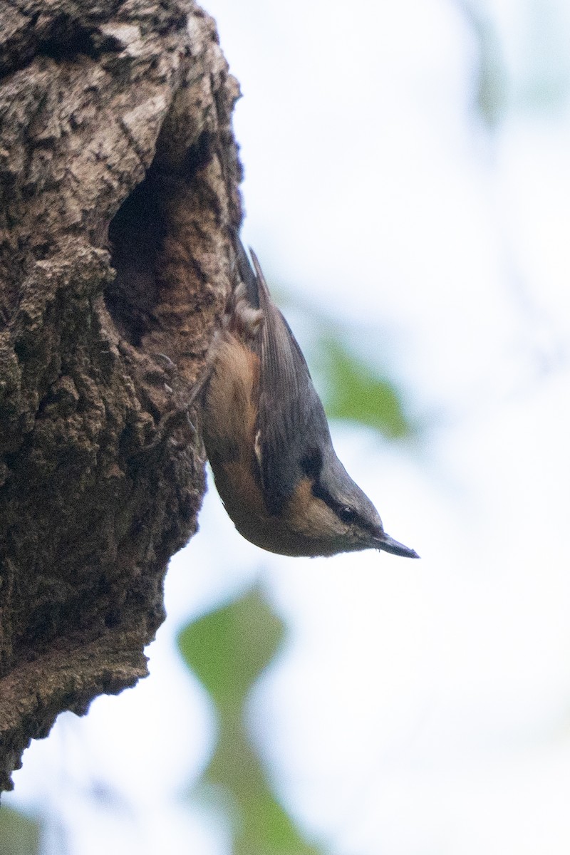 Eurasian Nuthatch - ML636700320
