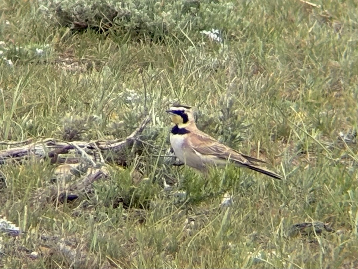 Horned Lark - ML636700332