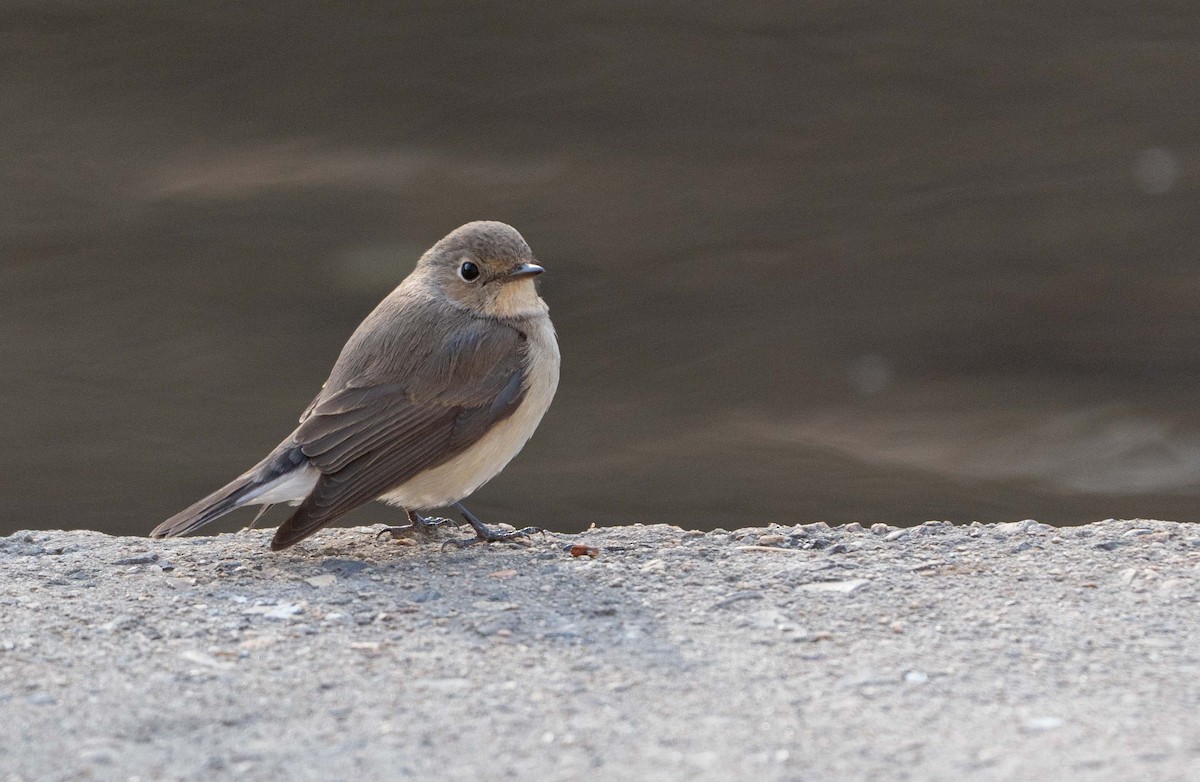 Red-breasted Flycatcher - ML636700374