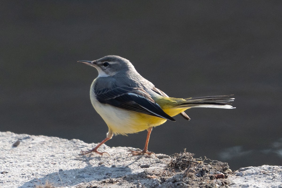 Gray Wagtail - ML636700380