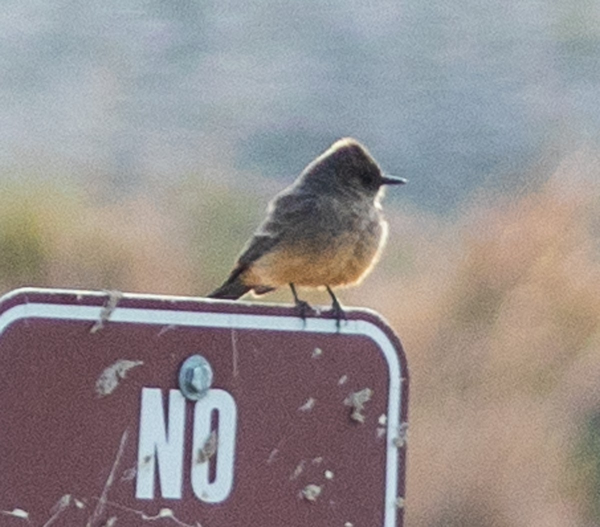 Say's Phoebe - ML636700441