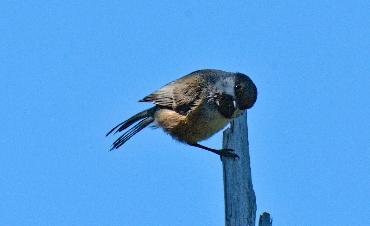 Boreal Chickadee - ML636700531