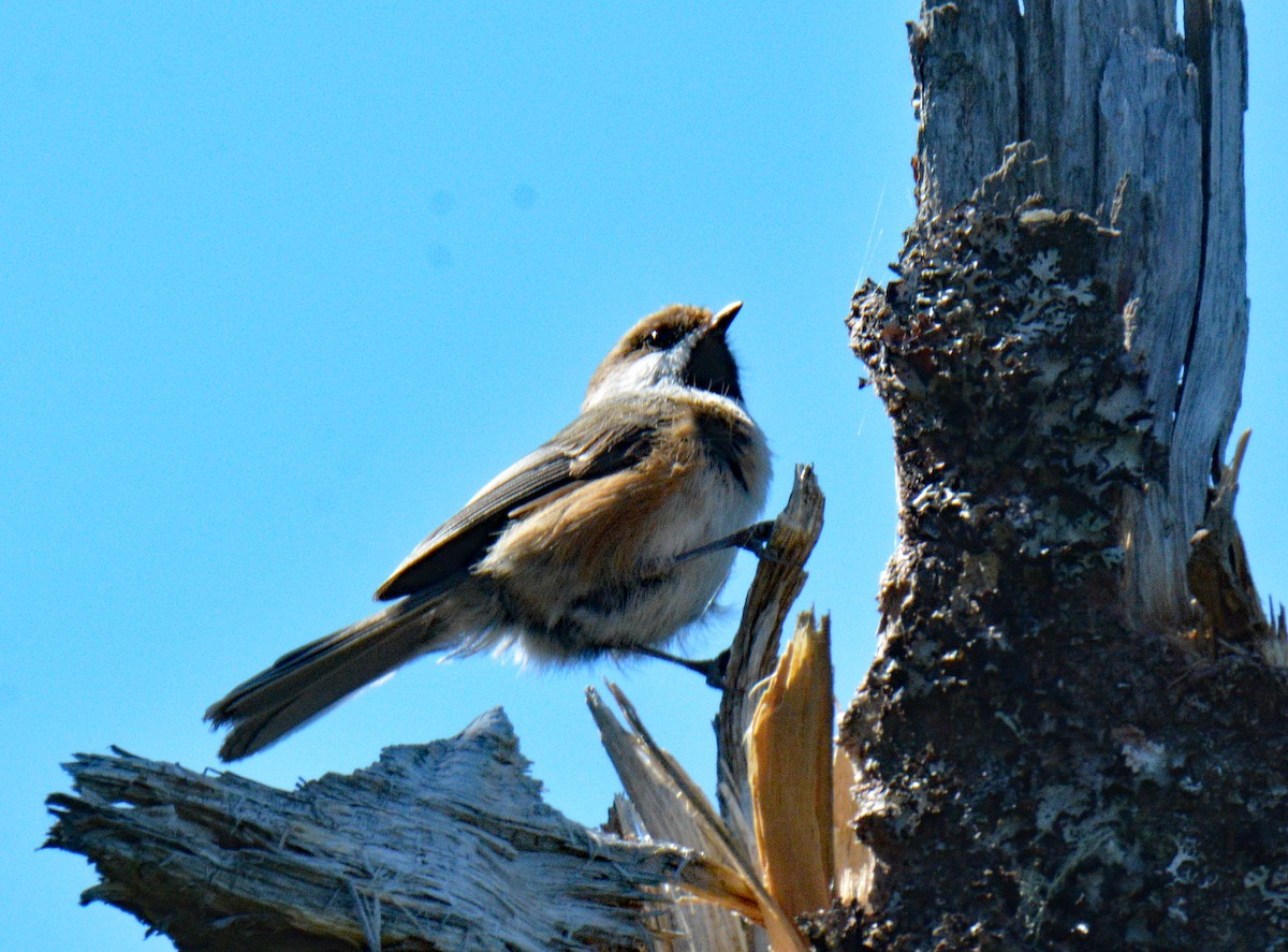 Boreal Chickadee - ML636700532