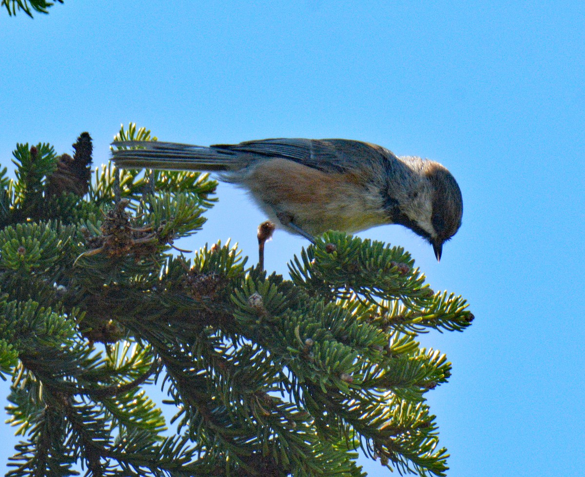 Boreal Chickadee - ML636700533