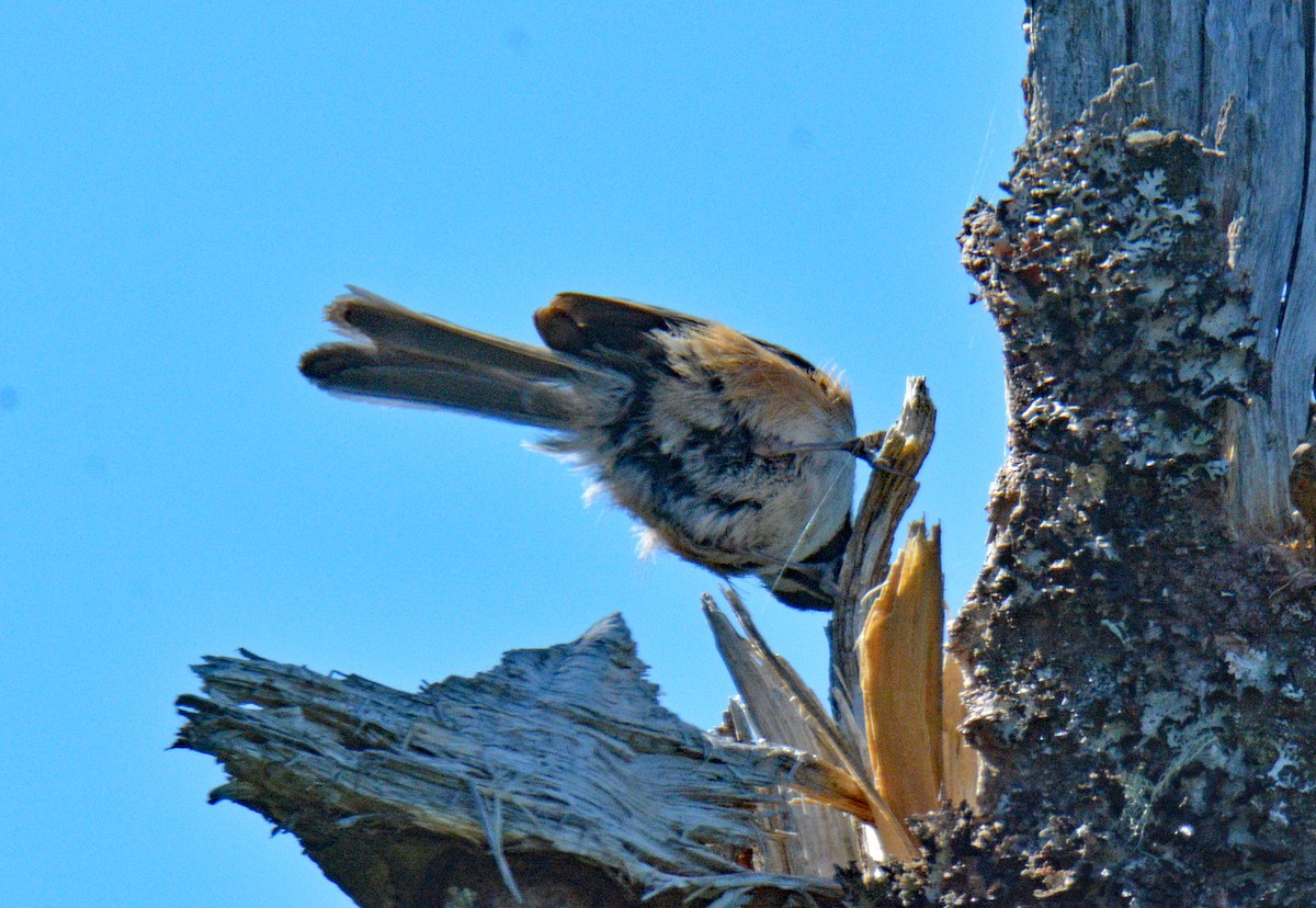 Boreal Chickadee - ML636700535