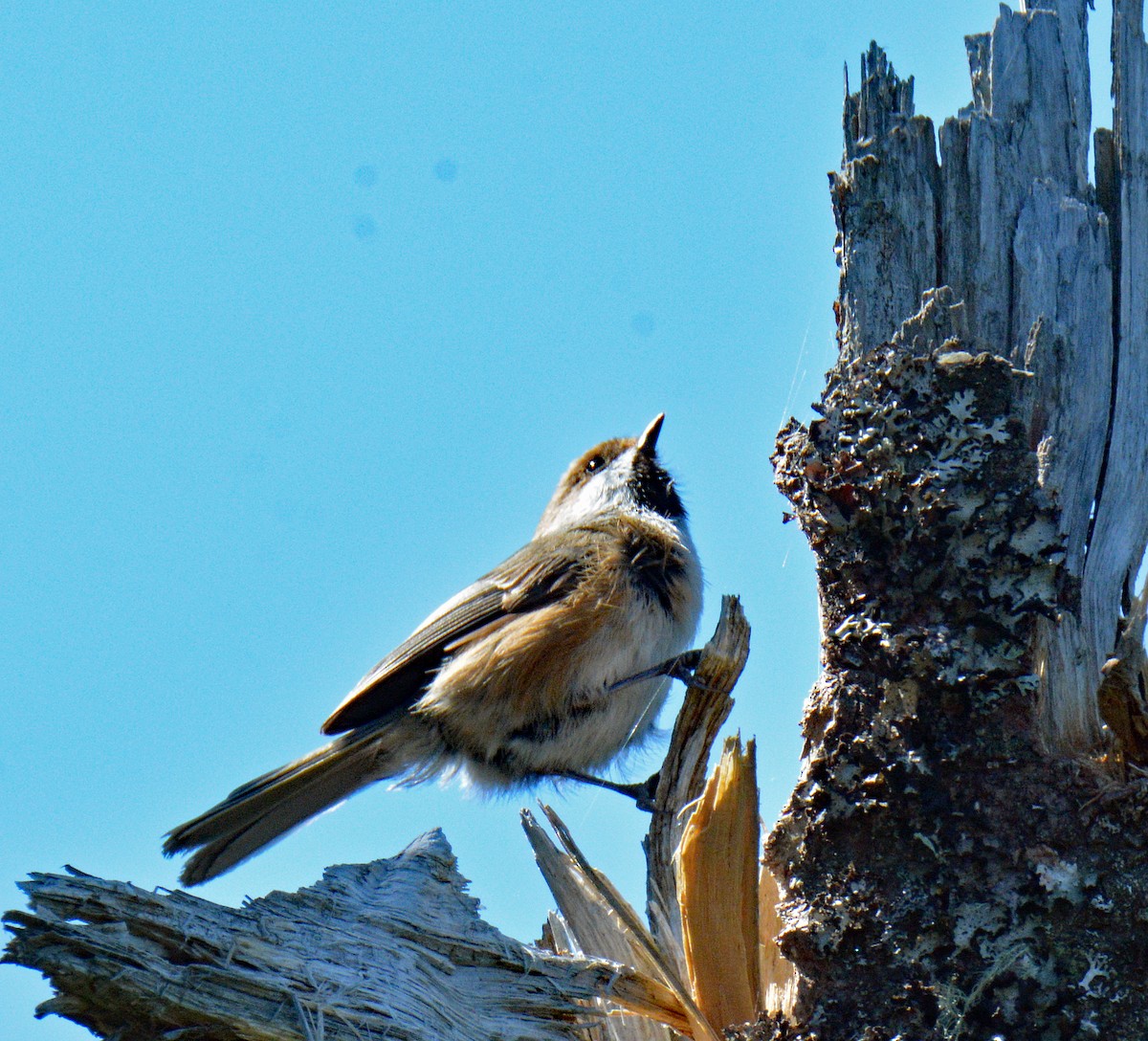 Boreal Chickadee - ML636700536