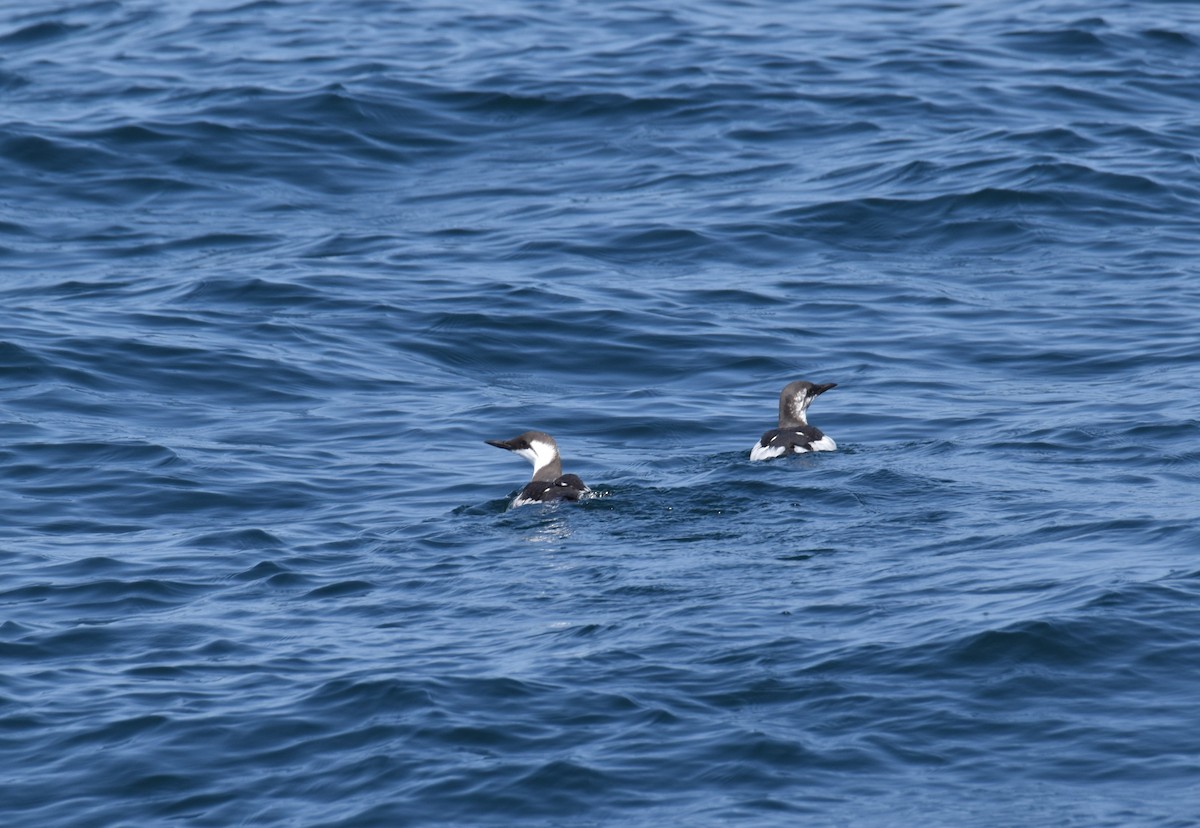 Common Murre - ML636700584
