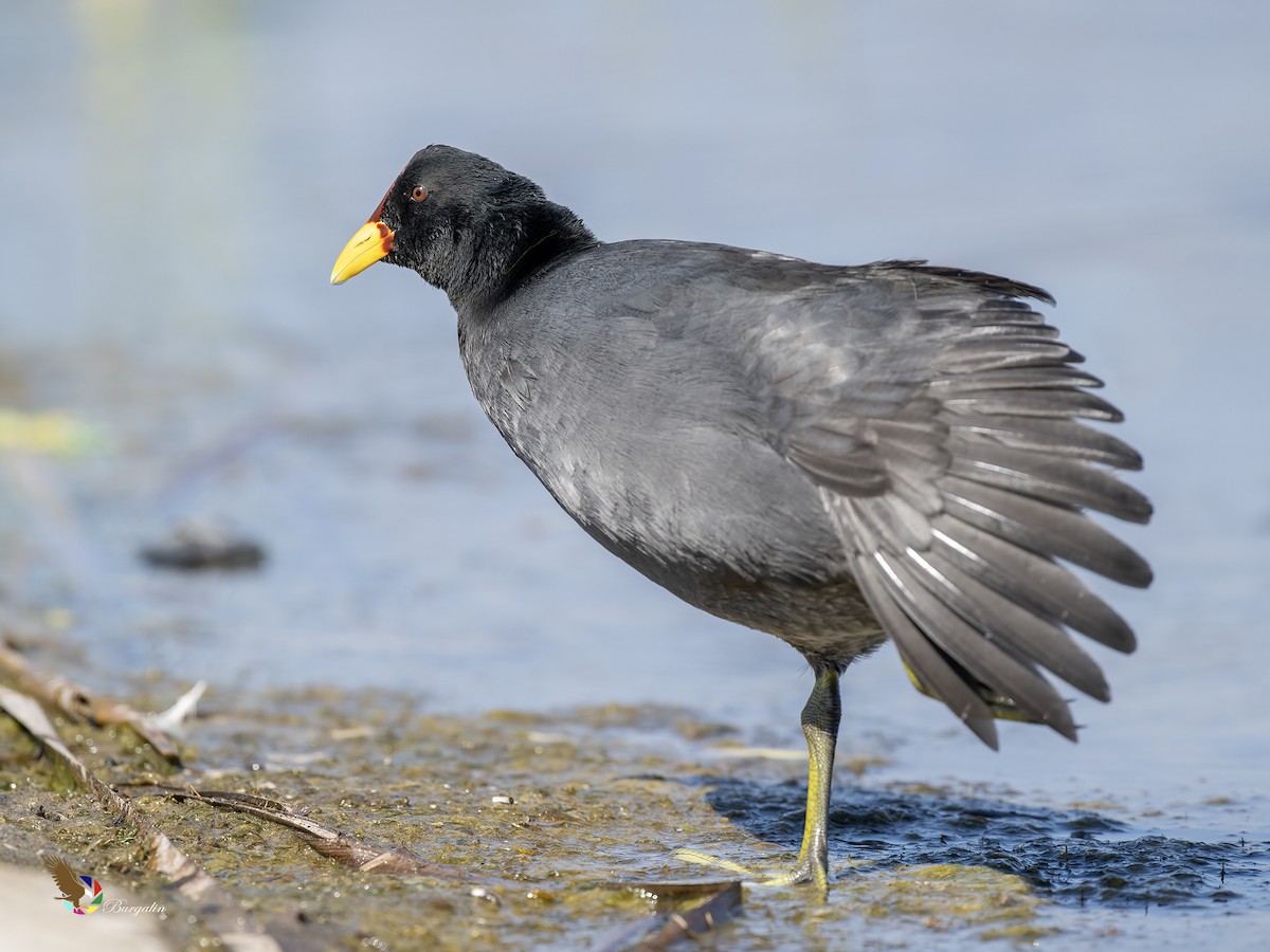 Red-fronted Coot - ML636700685