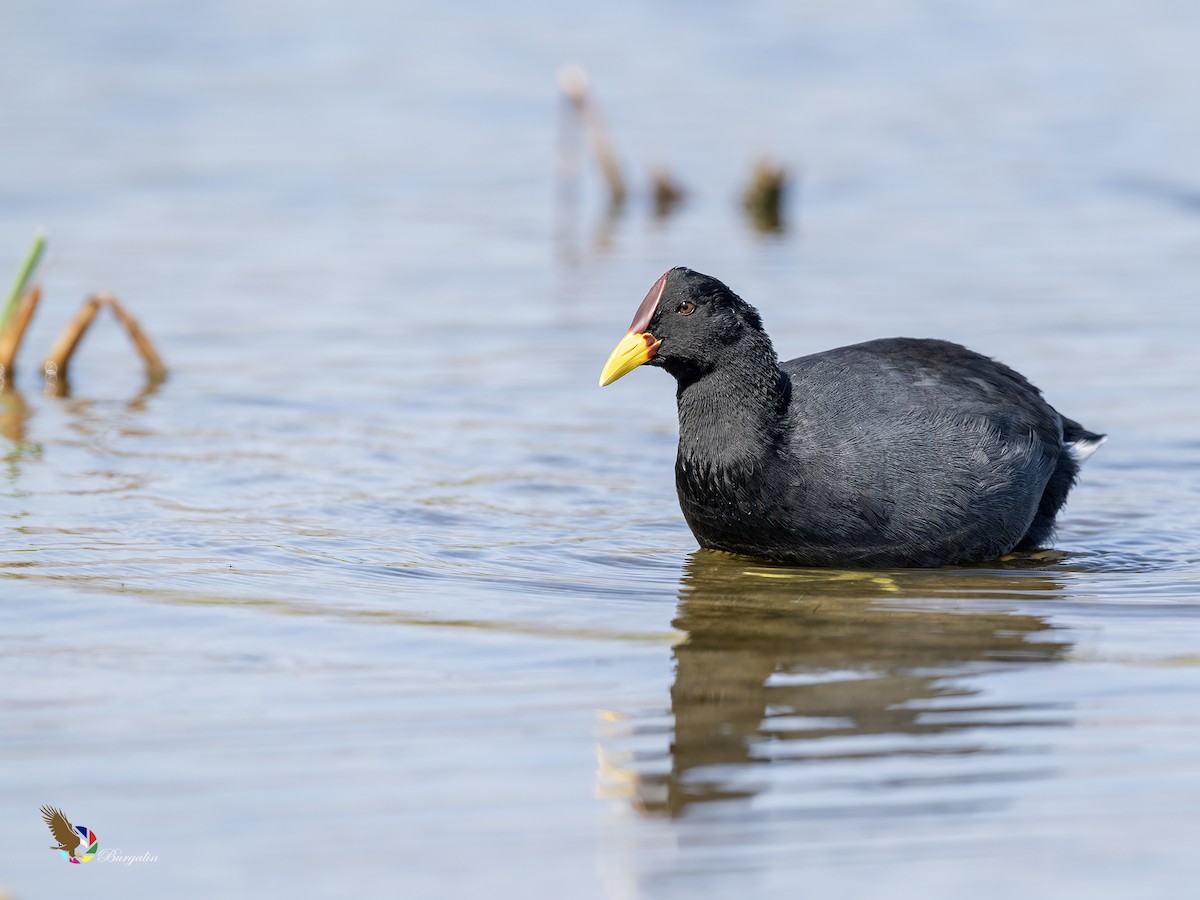 Red-fronted Coot - ML636700686