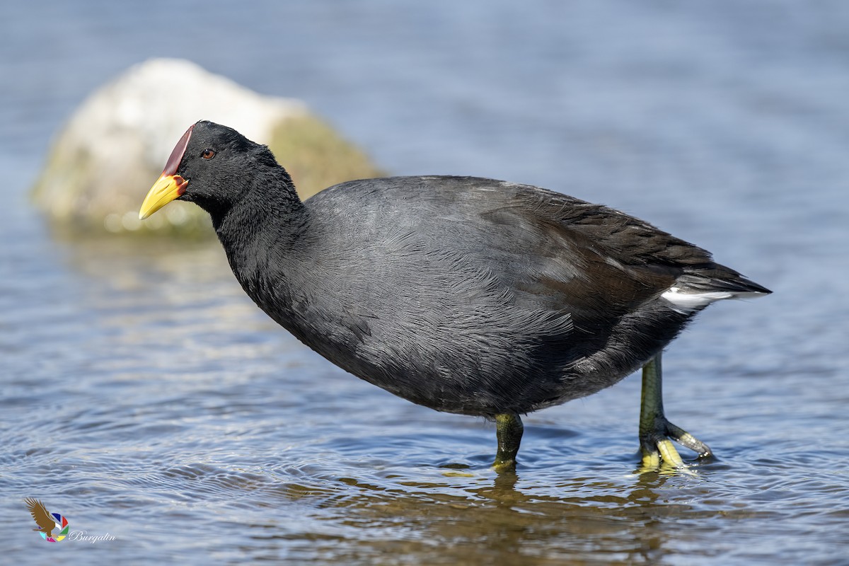 Red-fronted Coot - ML636700687